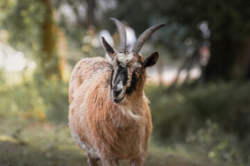 Domestic goat Capra hircus walks around the photographer - farmed domestic animal