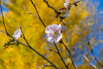 秋に咲く十月桜と黄色いイチョウの葉