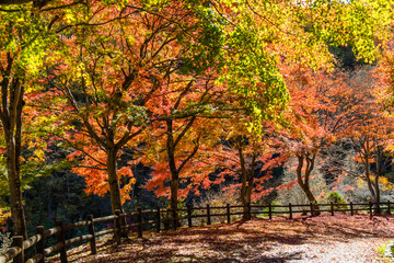 Naklejka premium 赤に染まりつつあるモミジのある道