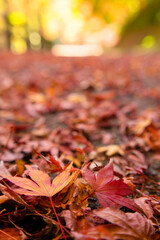 赤い絨毯のようなモミジの落ち葉で埋もれた歩道