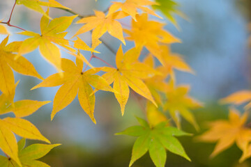 Naklejka na ściany i meble 秋を彩る黄色のモミジの風景