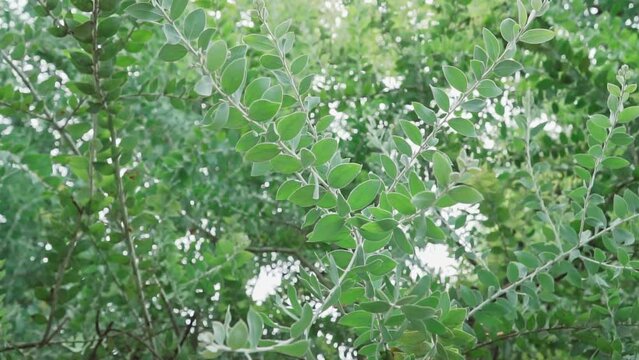 Closeup of beautiful trees with green leaves in a park