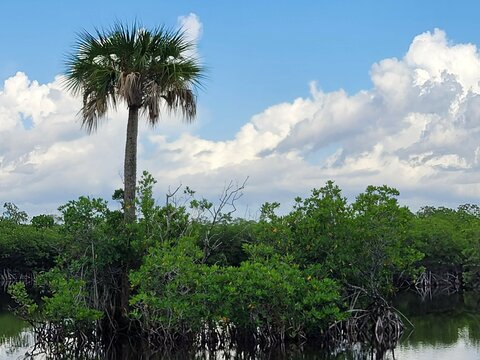 palm trees against sky