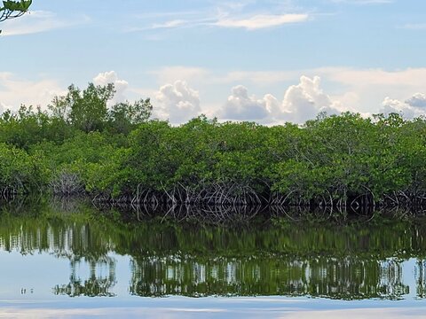 reflection of trees in water