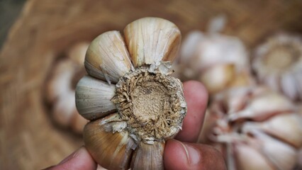 Whole garlic bulbs are held by hand in a container made of bamboo.