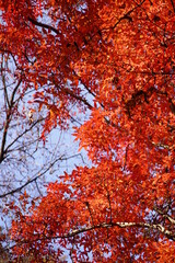 Fototapeta premium 도봉산 단풍 autumn in the mountains 