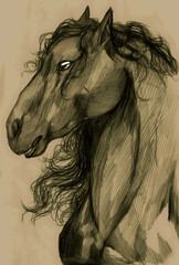 Illustration of the profile of the head of a majestic friesian horse