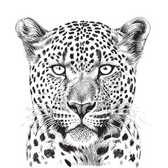 Leopard portrait sketch hand drawn engraving style Vector illustration © BigJoy