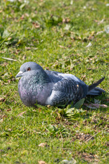pigeon sunbathing