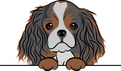 Funny Cavalier King Charles spaniel dog with paws over white wall, pocket vector illustration. Funny dog smiling. Cute dog head on a white background. Hand-drawn mascot.