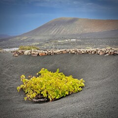 Grape at volcano land la Geria