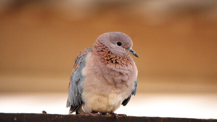 Laughing dove (Spilopelia senegalensis) perched on a fence in a backyard in Pretoria, South Africa