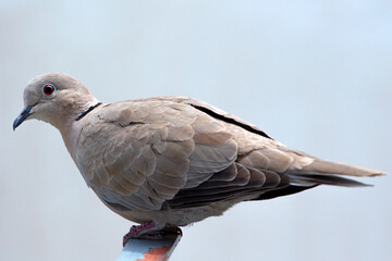 close up portrait of a young dove on a fence against white background. The Eurasian collared dove (Streptopelia decaocto) is a dove species native to Europe and Asia