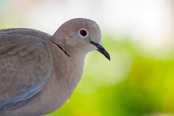  close up portrait of a young dove . The Eurasian collared dove (Streptopelia decaocto) is a dove species native to Europe and Asia