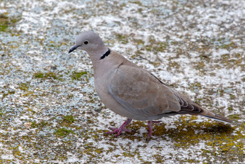 young dove walking on the street. The Eurasian collared dove (Streptopelia decaocto) is a dove species native to Europe and Asia