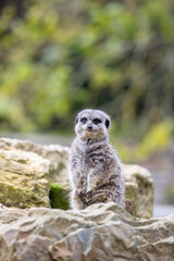 Fototapeta premium meerkat on guard