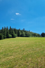 The background of nature, the green meadow and the forest against the blue sky.