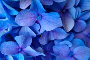 Purple blooming hydrangea background, out of focus, blurred background.