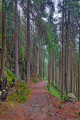 Obraz premium Beautiful walking wet trail in the woods after the rain.