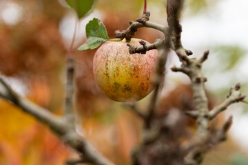 Autumn apple fruit hanging on the apple tree.