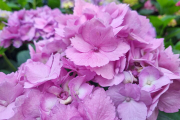 Close-up of a blooming pink hydrangea in the garden.