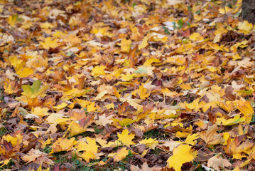 Autumn yellow trees leaves foliage at autumn