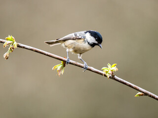 Coal Tit Perched on a Branch
