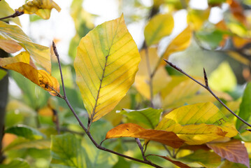 Fresh autumn birch leaves in solar beams close-up.