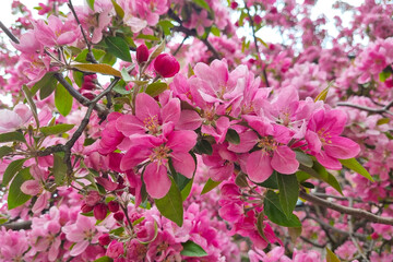 Bright flowering apple or plum buds in the park in the spring.
