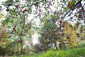 Many red ripe ornamental apples hang on the crown of a tree.