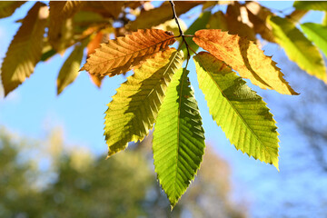 Autumn chestnut with yellow an green leaves.