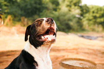 Pitbull puppy is panting after playing