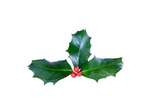 An isolated image of festive holly leaves with red berries against a plain background