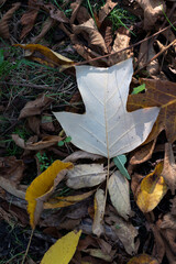 Autumn leaves of a tulip tree, under-surface