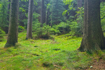 Young forest with green moss. The background of nature. Meditation.
