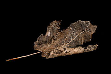 Skeleton brown Maple leaf isolated on a black background