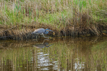Chincoteague Island, Virginia, USA: A tricolored heron (Egretta tricolor) at the Black Duck Pool, in the Chincoteague National Wildlife Refuge.