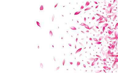 Pink Cherry Petal Vector White Background.