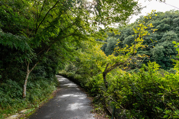 Fototapeta na wymiar 埼玉県吉見町の八丁湖のウォーキングコース