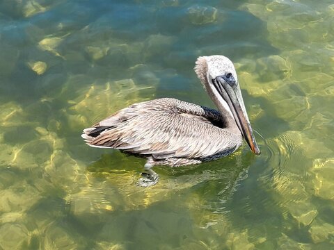 pelican on the water