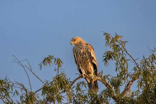 eastern imperial eagle or aquila heliaca bird with face expression in golden hour light at jorbeer conservation reserve bikaner rajasthan india asia