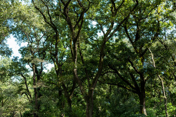 Fototapeta premium 緑豊かな森に差し込む光