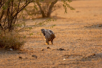 Steppe eagle or Aquila nipalensis with wingspan in golden hour light during winter migration at desert national park jaisalmer rajasthan india asia