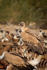Himalayan vulture or Gyps himalayensis or Himalayan griffon vulture closeup during winter migration perched on carcass in dumping yard of jorbeer conservation reserve bikaner rajasthan india asia