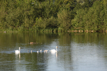 Höckerschwan / Mute swan / Cygnus olor..