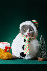 Fototapeta premium cute british shorthair cat with Christmas snowman dress on green background vertical composition
