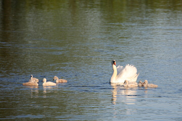 Höckerschwan / Mute swan / Cygnus olor..