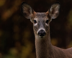 Deer portrait