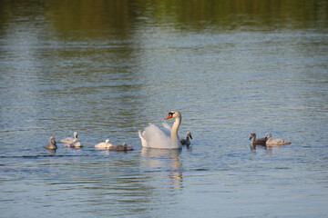 Höckerschwan / Mute swan / Cygnus olor..