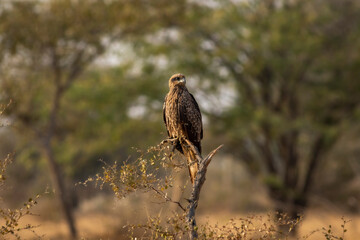 Black kite or Milvus migrans bird perched in natural green background at jorbeer conservation reserve bikaner rajasthan india asia